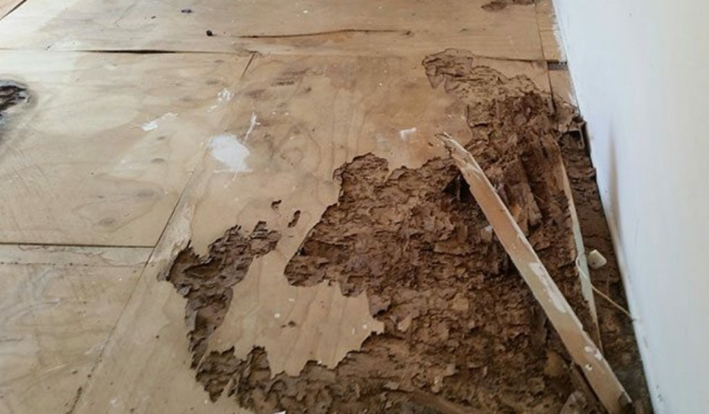 termite-treatment3