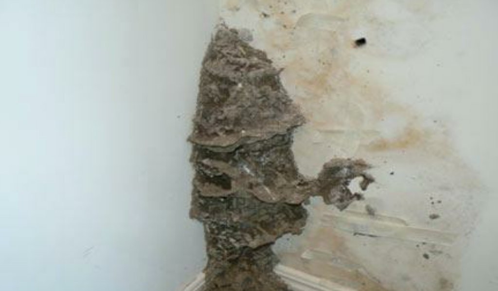termite-treatment5